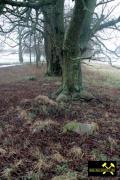 Geschiebe bei Haselberg nahe Wierzen in der Märkischen Schweiz, Brandenburg, (D) 24. Januar 2016.JPG